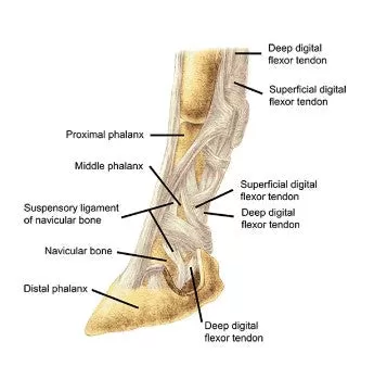 Iconoclast Orthopedic Boot- Front